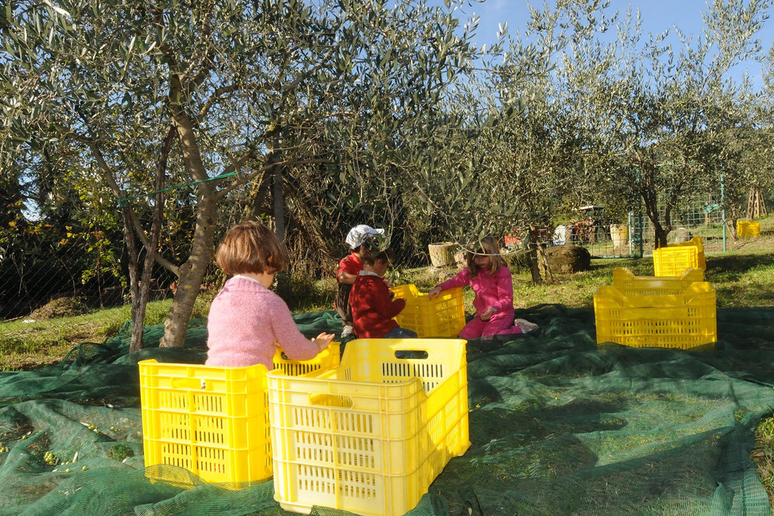 L’olio extravergine di oliva di qualità e l’alimentazione dei bambini - L'Acropoli di Puglia