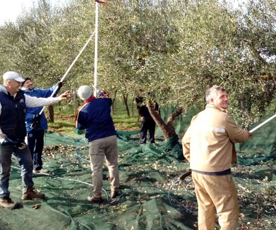 Raccolta delle olive negli uliveti
