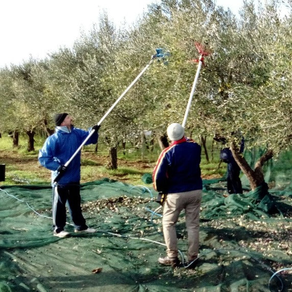 raccolta delle olivi pugliesi